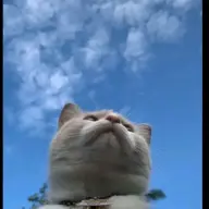 yieepiee