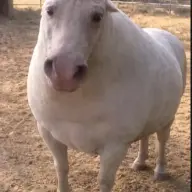 AzIie