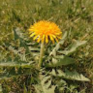 dandelion