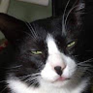 Catman