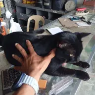 bingki