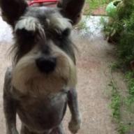 Boggy