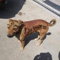 Darcsito