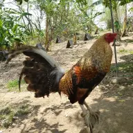 Angbulate