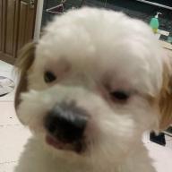 Nopo