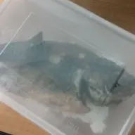 patekszx