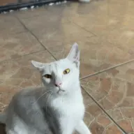ihlwi