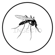 insecto