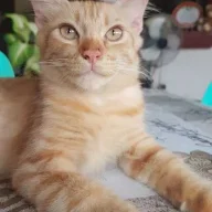 ZzenN