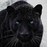 Tundra