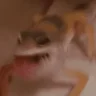 300 geckos