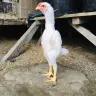 khabib