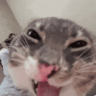 Demomomo