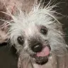 rascal_
