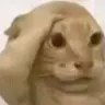chimpansimp