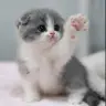 cats20