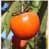 Persimmon