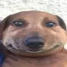 bobomo