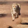 cheetah1