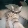 Cuecue