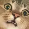 randomcat444
