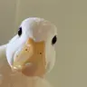 Duck Quack