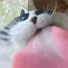 Lolpopo