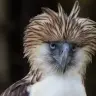 eaglestagram