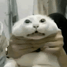 leetot