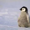 wozyyx