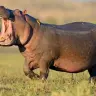 HIPPO