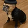 rockyCocky1