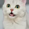 SmudgedCake_6538