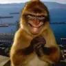 Bisayangginger