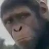 ongkaks