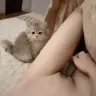 Celinesmitten