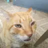 vixenzzz