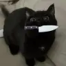 Kuro_Oja