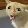 jamboratsz