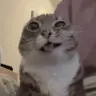 Bambbidd33