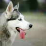 huskyy7