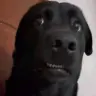Puzxy deztroyer