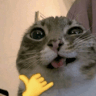 freeuser123