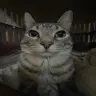 kevinmember