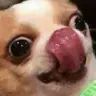 hawkdog