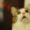 MemeCat