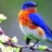 Bluebird_28