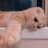 CATS ON TRICK