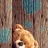 Teddy15