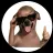 Articulate_Dutschund